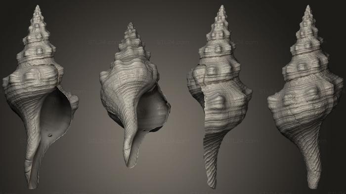 Miscellaneous figurines and statues (Horse Conch, STKR_0218) 3D models for cnc